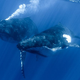 Illustration for article titled Whale Won’t Shut Up About Time It Was Beached